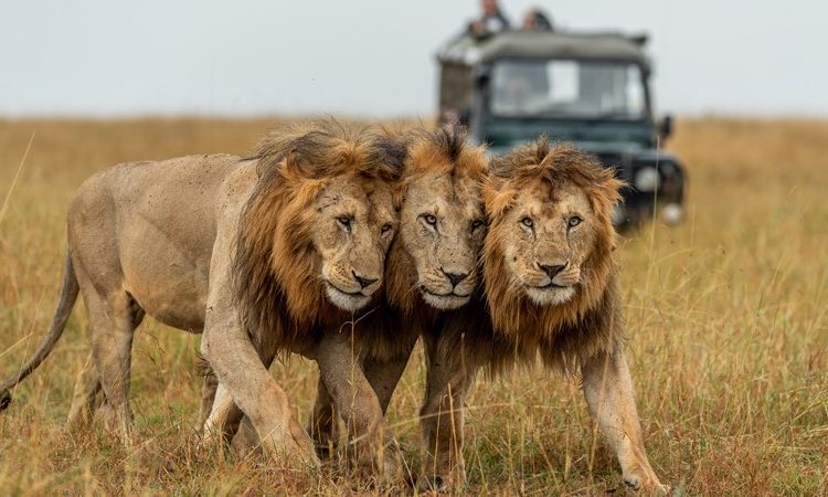 Lions at Serengeti National Park with Untamed Safaris