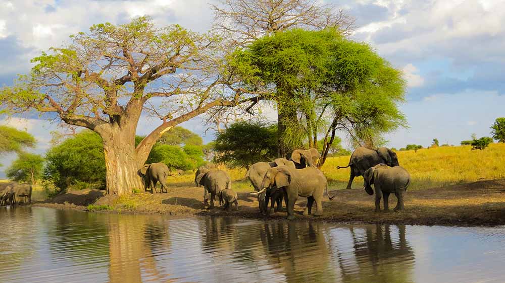 Elephants at Tarangire Photo by Untamed Safaris
