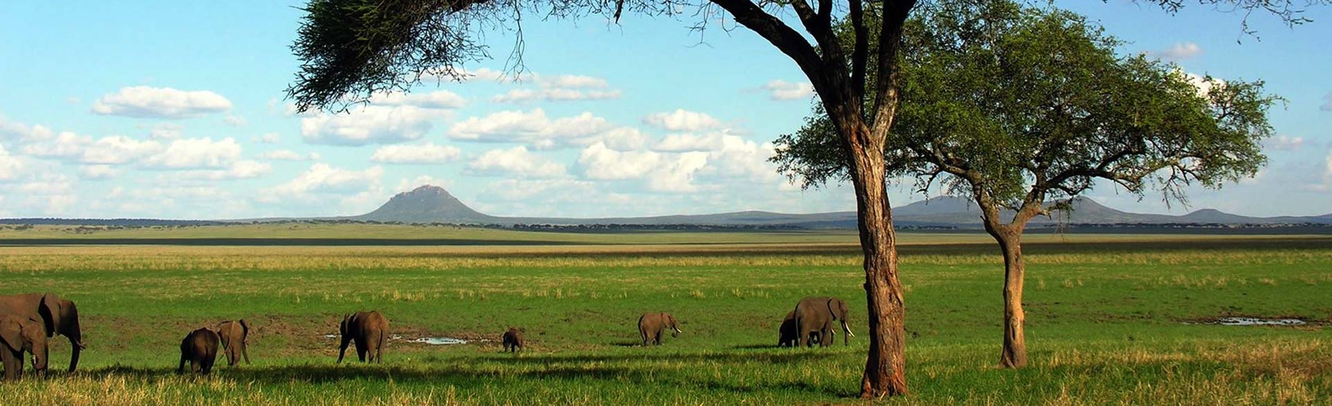 Visit Tarangire National Park with Untamed Safaris